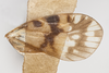 Forewing: !! display not done !! on Bothriocera turcafa Kramer, 1983: (Observation).