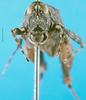 CollectionObject 1568339; 9dc4cd2f-2f68-4dc9-980b-40965078c67a: female, frontal view (syntype of Coptotettix annulipes). (CollectionObject).