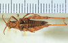 CollectionObject 1498694; d315aa8c-f889-46fa-b174-2a7894671064: female, dorsal view. (CollectionObject).