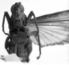 CollectionObject 1530110; 014382fb-e9c3-4835-a8ed-c8c304f054ac: Image Carbonell, C.S. male, frontal view (holotype). (CollectionObject).