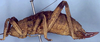 CollectionObject 1567594; 00ec2520-1946-4e4e-8a62-5371747ce951: subadult female, lateral view (paralectotype). (CollectionObject).