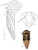 Other on Ceratagallia brailovskyi Pinedo-Escatel & Dietrich, 2017: (Observation).