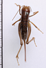 CollectionObject 1505607; b4773f29-a327-4516-94ff-1089d58ff827: female, dorsal view (syntype). (CollectionObject).