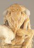 Head: Head - Light. Lighter color variation. (Observation).