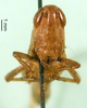 CollectionObject 1502019; b27c3955-032c-49e5-a75f-8818b8ee4d86: female, frontal view (paratype). (CollectionObject).