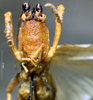 CollectionObject 1534479; 81481b8a-ae76-440c-8b51-270c82c5f1da: female frons (holotype). (CollectionObject).