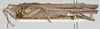 CollectionObject 1580736; e30e7ea6-dfb0-4a86-96dc-efd74dd65ce5: male, lateral view (paratype). (CollectionObject).