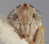 Head: Head - Color variation. (Observation).