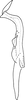 Stylus on Arboridia (Arboridia) sexprocessa Song, Li & Dietrich, 2016: Stylus. (Observation).