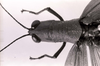 CollectionObject 1506903; 57c2d33c-816e-44e9-abe7-8831706c408e: Image C.S. Carbonell. female head and pronotum, dorsal view (holotype). (CollectionObject).