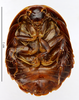 CollectionObject 1587342; MNHN(SF IMPORT DUPLICATE) MNHN-EP-EP1370, df133492-48f7-4e9e-be27-13810ab7515f: CC BY-NC-ND 4.0/MNHN - Depraetere Marion - 2014. Holotype, female, of simandouensis Grandcolas, 1995. Specimen number: MNHN-EP-EP1370. http://coldb.mnhn.fr/catalognumber/mnhn/ep/ep1370. (CollectionObject).