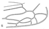 Forewing: !! display not done !! on Bolarga Oman, 1938: forewing. (Observation).