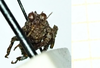 CollectionObject 1598168; 6d8d8833-652f-4821-9674-4b8942d1816f: larve, no type (frontal view). (CollectionObject).