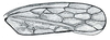 Forewing: Amplicephalus osborni, forewing. (Observation).