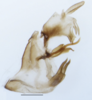 Pygofer, lateral view: !! display not done !! on Obtusicranus bicarinus Bartlett, 2006: (Observation).