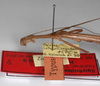 CollectionObject 1561964; f1b15e1d-8646-4ea7-96e5-7887e8d197dd: copyright ZMHB, Berlin. male: head & thorax, lateral view (holotype). (CollectionObject).