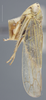 Habitus, lateral view on Colladonus geminatus (Van Duzee, 1890): Lateral. (Observation).