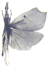 Systella rafflesii Westwood, 1841: Pl. V, Fig. 14. female (compared with type). (Otu).