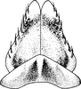 Subgenital plate: !! display not done !! on Paraphlepsius (Paraphysius) lascivius (Ball, 1900): Subgenital plate. (Observation).