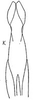 Aedeagus, ventral view: G. stelliger bipunctella, aedeagus, ventrally. (Observation).