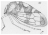 Habitus, lateral view on Cyrtolobus gramatanus Woodruff, 1924: (Observation).