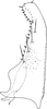 Subgenital plate, ventral view on Diomma (Diomma) pincersa Song, Li & Xiong, 2011: (Observation).