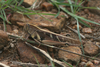 FieldOccurrence 140; 4b193ecd-7a60-4f66-b45b-ce6c188e57a4; Tanzania
North Pare, 2010/01/??: female, lateral view. (FieldOccurrence).