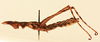 CollectionObject 2071188; f8f91e8d-75b5-4762-8ac8-31f3df0e1949, NHMUK015105081: female, lateral view (paralectotype). (CollectionObject).