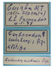 CollectionObject 1542920; 11d8cfa1-dc55-42e8-9fe8-666f844e2483: female, labels (allotype of Cerberodon cuiabensis). (CollectionObject).