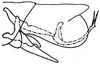 Aedeagus, lateral view: !! display not done !! on Chlorotettix (Chlorotettix) brevidus DeLong, 1937: genital capsule, laterally. (Observation).