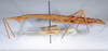 CollectionObject 1563199; 6e643ec6-721b-418d-9541-5866f79fbd94: copyright ANSP. female, lateral view (paratype). (CollectionObject).