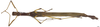 CollectionObject 1581367; 94849797-22a1-4759-aeba-0ce2b79788ef: copyright INPA Manaus. female, dorsal view (paratype). (CollectionObject).;CollectionObject 1581368; 27fb039d-33f2-42b4-b33c-5769052fc09c: copyright INPA Manaus. female, dorsal view (paratype). (CollectionObject).