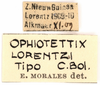CollectionObject 1499145; 46504515-cc2f-42ce-85c3-b03fd29c5385: labels (holotype). (CollectionObject).