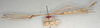 CollectionObject 1558094; 266b2434-62db-45b3-b306-45d9d5091073: copyright NMW, Vienna. male, lateral view (holotype). (CollectionObject).