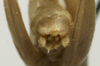 CollectionObject 1535930; 52a49908-d4e9-4e54-abf4-9487428ea0d2: male cerci (syntype). (CollectionObject).