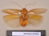 Epilampra cinerascens Brunner von Wattenwyl, 1865: Holotype, male, ventral. BMNH(E)#878061. (Otu).