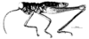 Micropaon lucens Descamps & Rowell, 1984: Fig. 14. male habitus. (Otu).