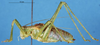 male, lateral view (identified as Isophya brevipennis). Depicts CollectionObject 1507204; e8887e71-ecea-4826-a87e-12fc61b279ed, a CollectionObject.