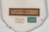 CollectionObject 1531464; 6ca851cb-19e7-4d6f-8142-cf51fdc29636: male, labels (syntype). (CollectionObject).
