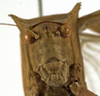 CollectionObject 1529814; 3abe0461-5db6-425d-a976-b320d7f08937: male face (holotype). (CollectionObject).