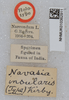 CollectionObject 1518907; a05e2c39-5f56-4715-ab27-69f531618223: labels (holotype). (CollectionObject).