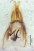 CollectionObject 1523683; 1f42e53c-d464-42a9-b114-02e1672700f1: male genitalia, dorsal view (holotype). (CollectionObject).