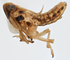 Habitus, lateral view on Delphacodes shermani (Metcalf, 1923): (Observation).