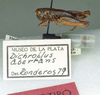 CollectionObject 1523996; c6b38a8a-7b28-4bef-bc19-7cb425f8c021: male, lateral view (holotype). (CollectionObject).