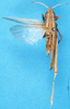 CollectionObject 1507079; 7eb477ae-4bb0-4791-8bd3-dcabda4de6e3: female, dorsal view (lectotype of Apotropis affinis). (CollectionObject).