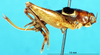 CollectionObject 1537593; 936a217f-e118-4e4f-aeba-4549a8f66404, DORSA EGtaipulP02: female, lateral view (paratype). (CollectionObject).