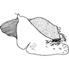 Pygofer, lateral view on Caffrolix patruelis (Stål, 1859): Pygofer, lateral view. (Observation).