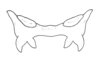 Dichroplus alejomesai Liebermann, 1967: Fig. 25. male, epiphallus, dorsal view. (Otu).