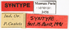 CollectionObject 1587358; MNHN(SF IMPORT DUPLICATE) MNHN-EP-EP3456, c25182bf-a112-4b69-bbdf-5020240abdc4: CC BY-NC-ND 4.0/MNHN - Depraetere Marion - 2014. Syntype, male, of lineaticollis Bolívar, 1897. Specimen number: MNHN-EP-EP3456. http://coldb.mnhn.fr/catalognumber/mnhn/ep/ep3456. (CollectionObject).