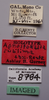 CollectionObject 1527171; 6d378830-e002-4128-b7a7-2a3fd47c9604: male, labels (holotype). (CollectionObject).